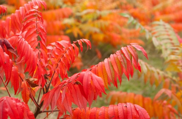 fall vegetable gardening fall vegetable gardening
