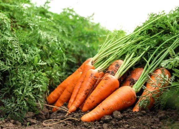 when to plant carrots