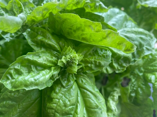 basil leaves description