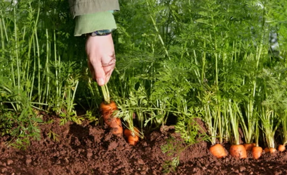 when to plant carrots