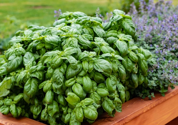 basil plant identification