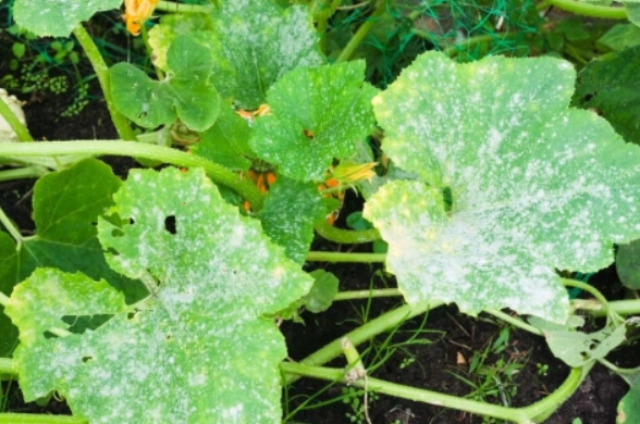 organic fungicide for plants organic fungicide for plants