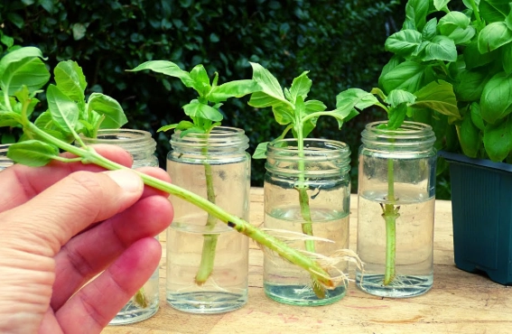 basil plant care basil plant care