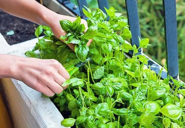 how to prune basil how to prune basil