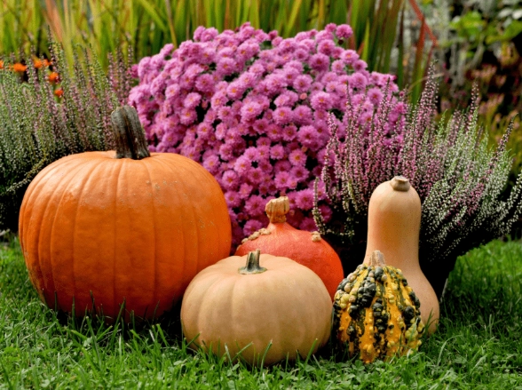 fall vegetable gardening fall vegetable gardening