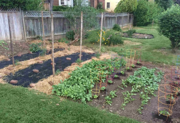 best mulch for vegetable gardens