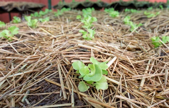 how to mulch a vegetable garden