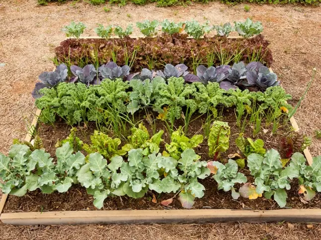 plants for fall color plants for fall color