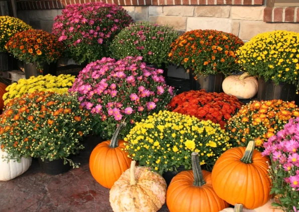 fall vegetable gardening fall vegetable gardening