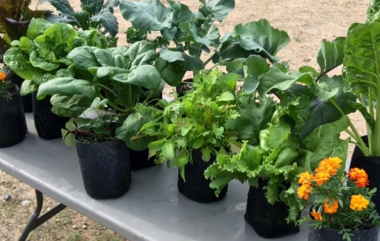 grow bags for vegetables