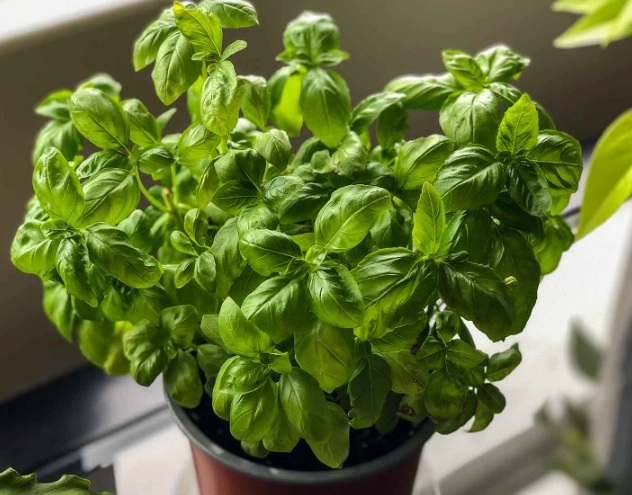 basil plant identification