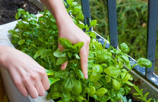 growing basil indoors growing basil indoors