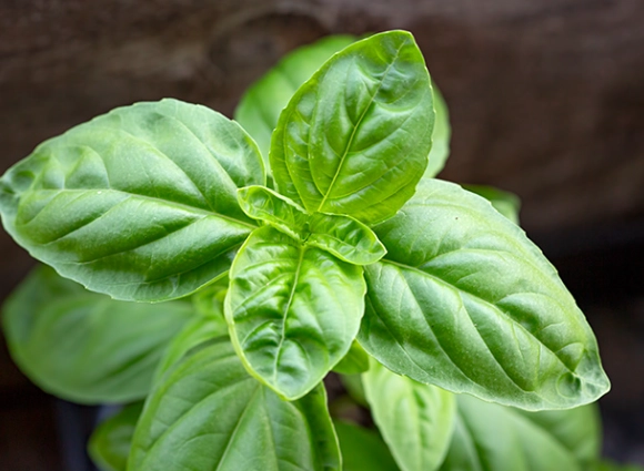 basil leaves description