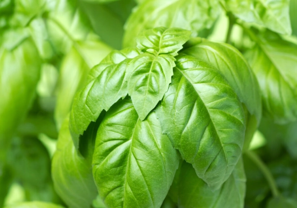 basil leaves description