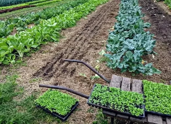 organic garden mulch