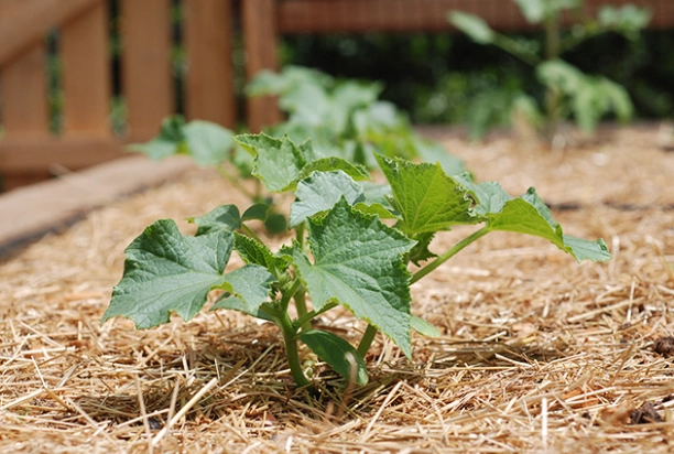 how to mulch a vegetable garden