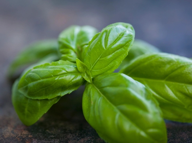 basil plant identification