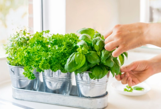 growing basil indoors growing basil indoors