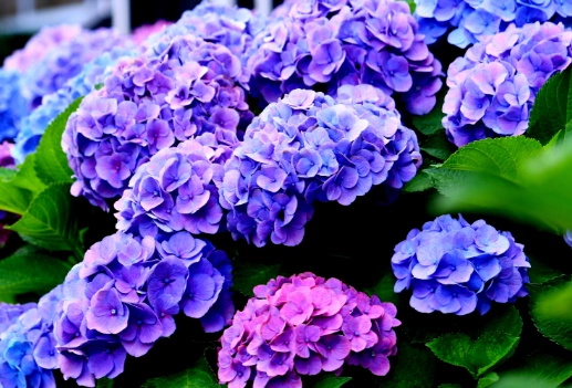 hydrangea care