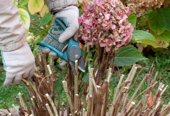 hydrangea plant care