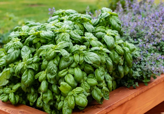 basil plant care basil plant care