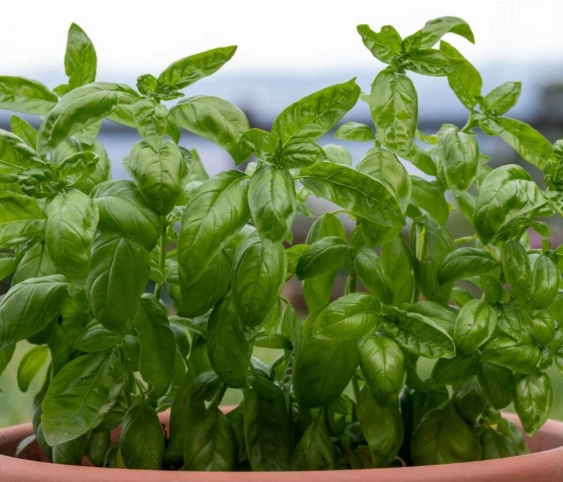 basil plant identification