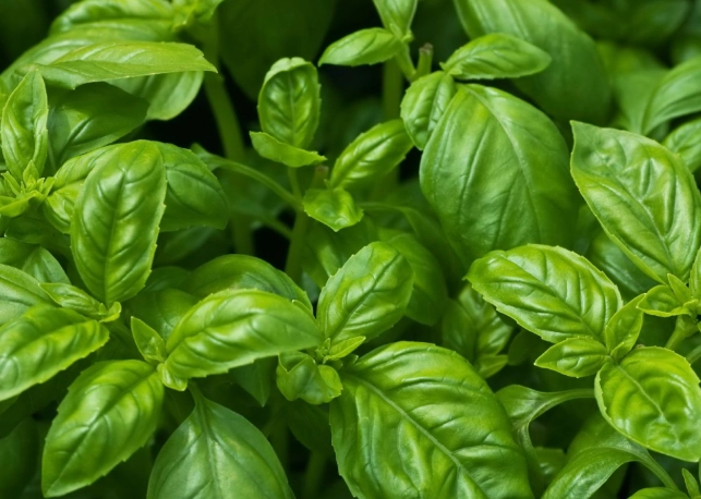 basil plant care basil plant care