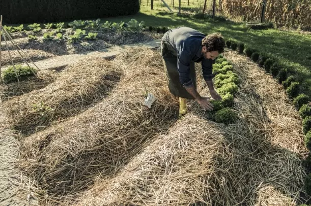organic garden mulch