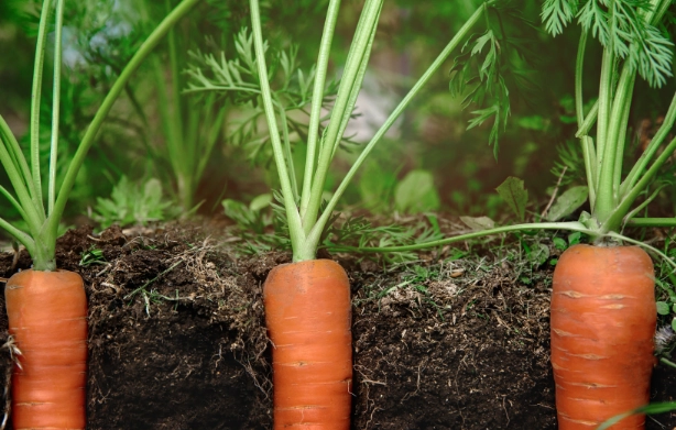 when to plant carrots