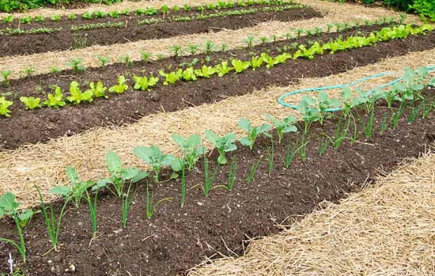 best mulch for vegetable gardens