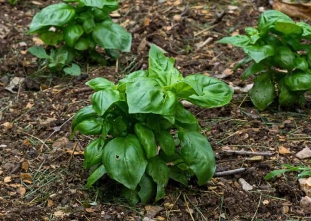 how to prune basil how to prune basil