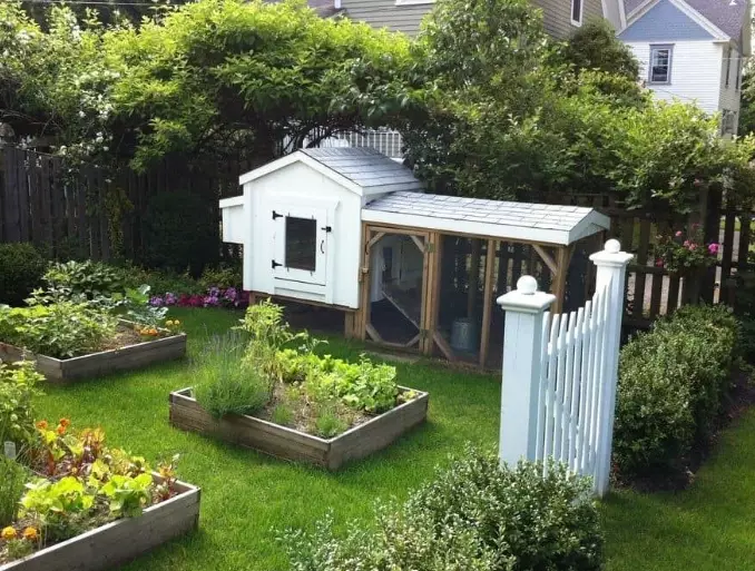 plants chickens can eat