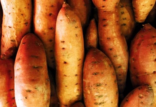 sweet potato curing process