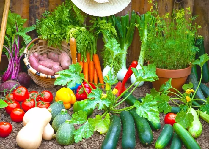 how to grow vegetables