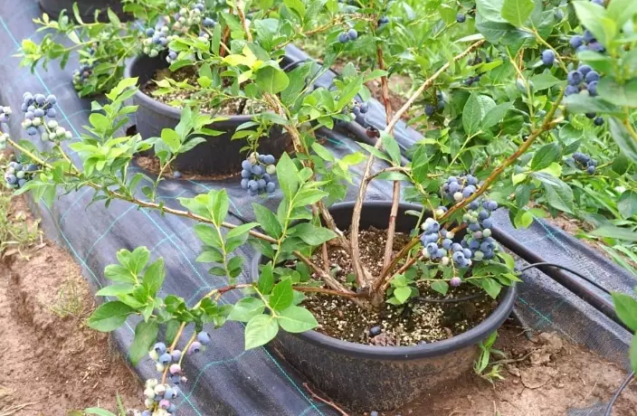 best time to plant blueberries best time to plant blueberries