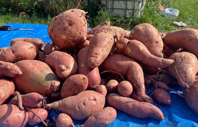 curing sweet potatoes after harvest