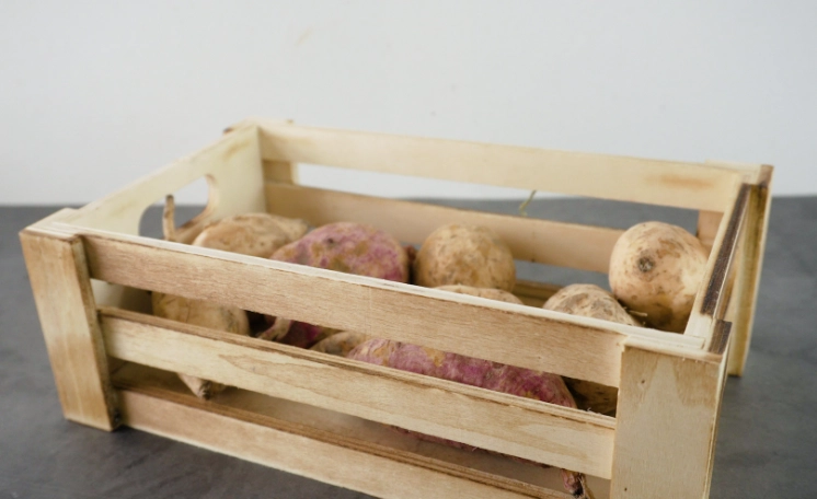 curing sweet potatoes after harvest