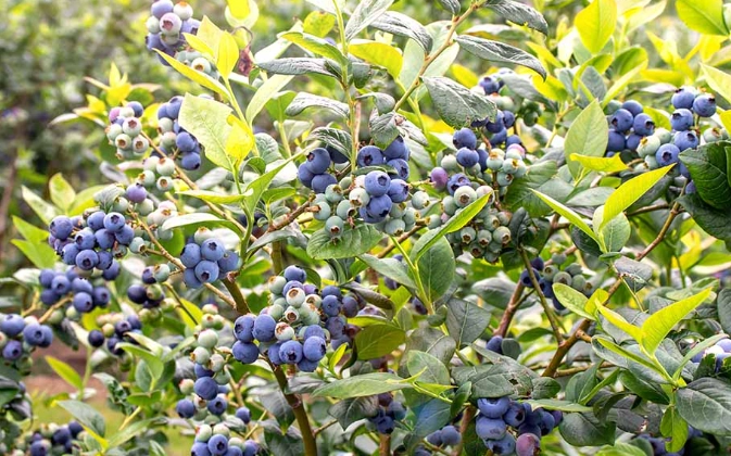 planting blueberry bushes planting blueberry bushes