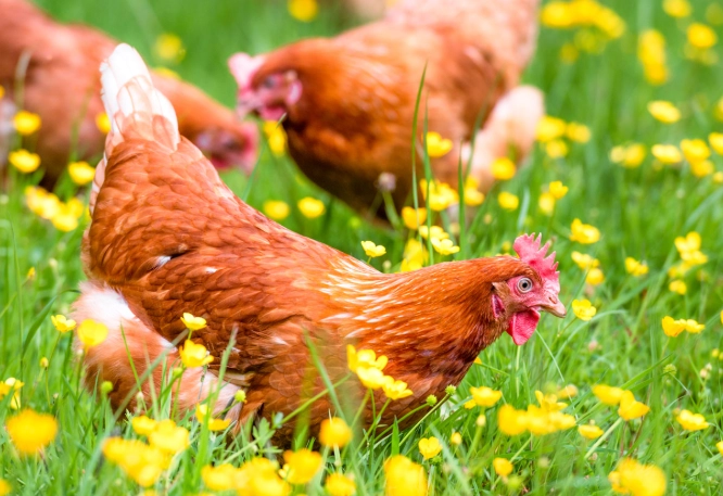 backyard chicken coop garden