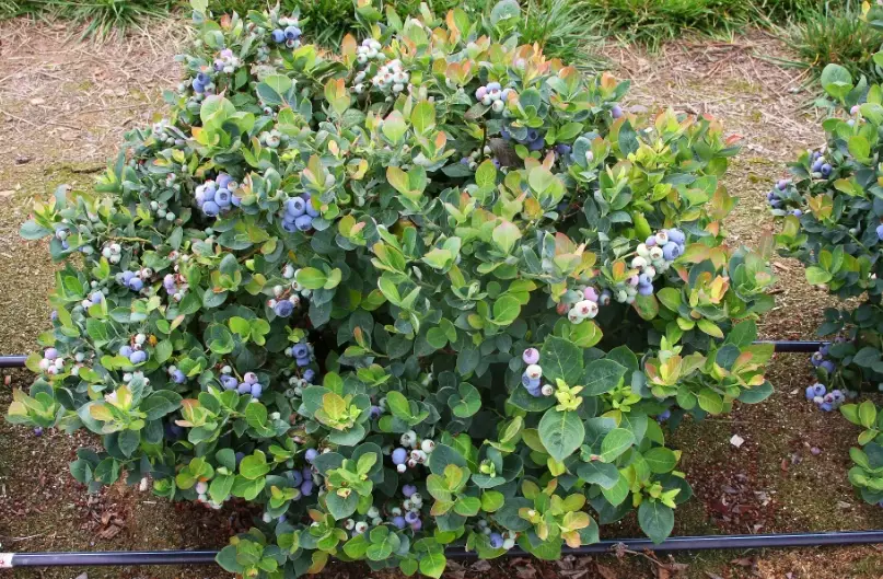 best time to plant blueberries best time to plant blueberries