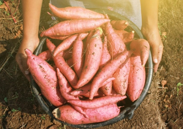 curing sweet potatoes after harvest