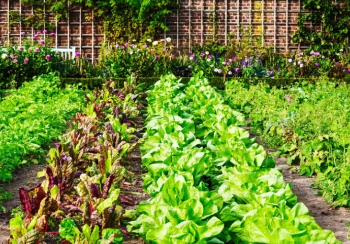 vegetable garden tips