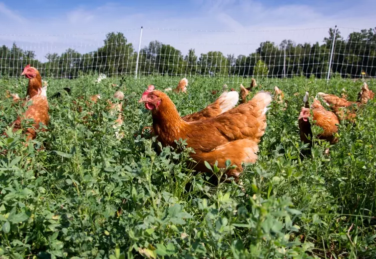 chicken garden ideas