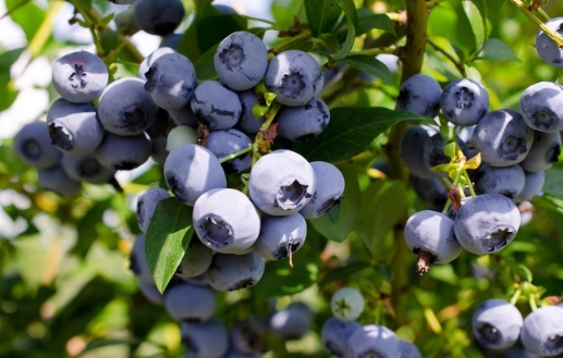 planting blueberry bushes planting blueberry bushes