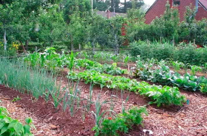 vegetable garden tips