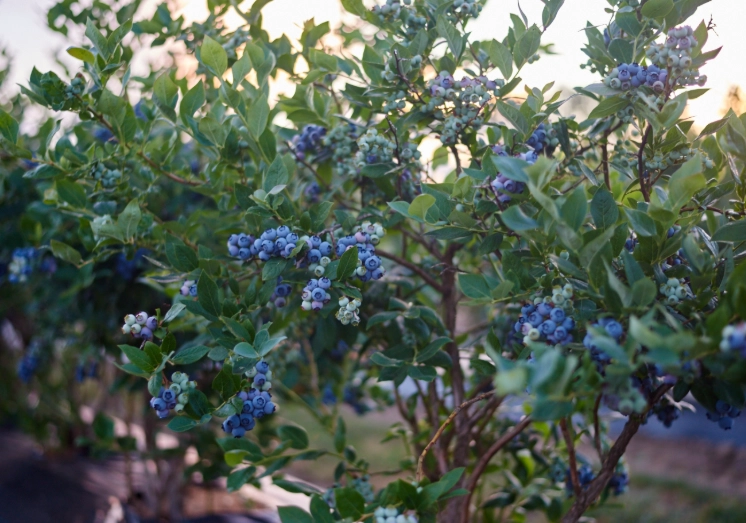 best time to plant blueberries best time to plant blueberries