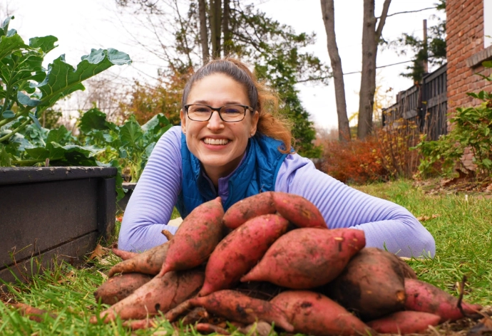 sweet potato curing process