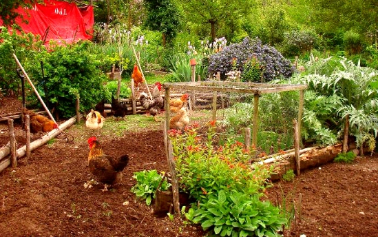 backyard chicken coop garden