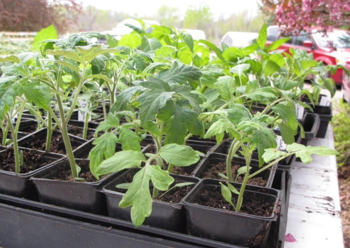 how to grow tomato seedlings