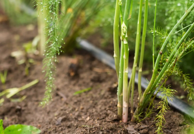 asparagus planting time asparagus planting time